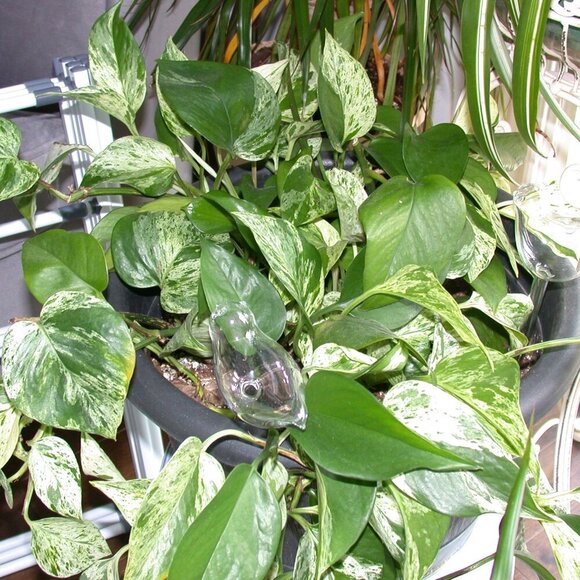 Vintage Nikon CoolPix 995 3.3MP Digital Camera Digicam Y2K Photography Travel - Picture 16 of 16